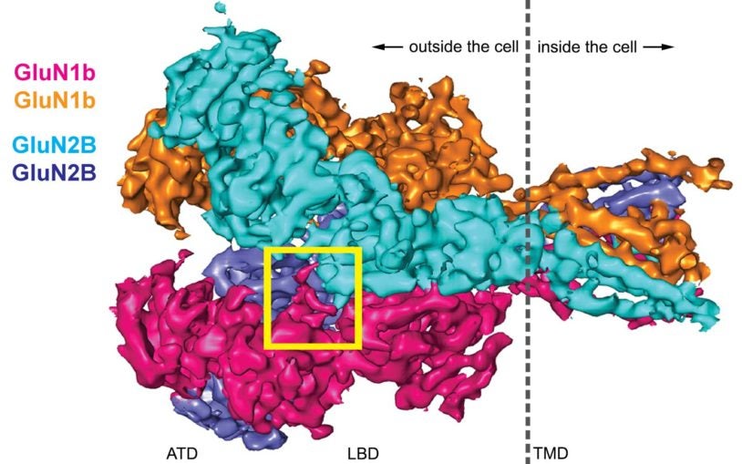 structure of NMDA receptor