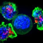 Killer T cells surround a cancer cell