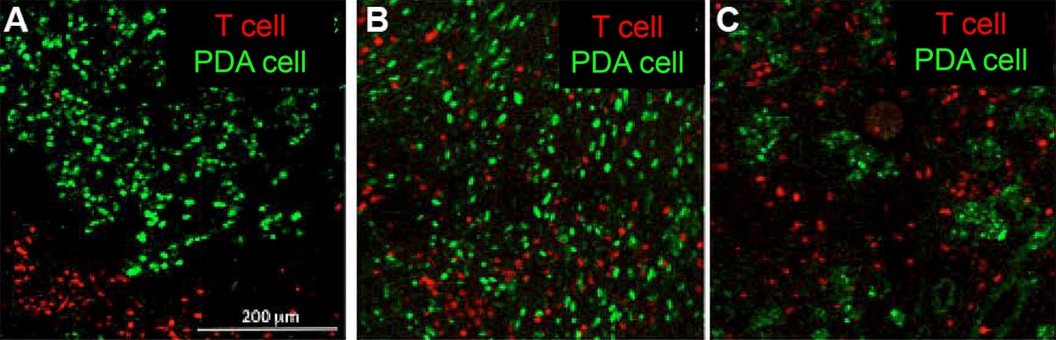 mouse T cells