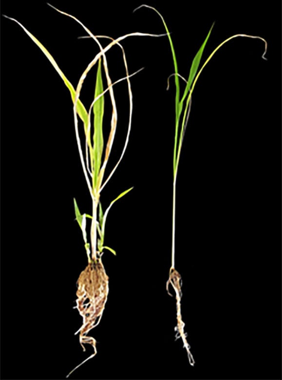 How do plants know when to flower? Cold Spring Harbor Laboratory