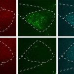 retrograde viral tracing method