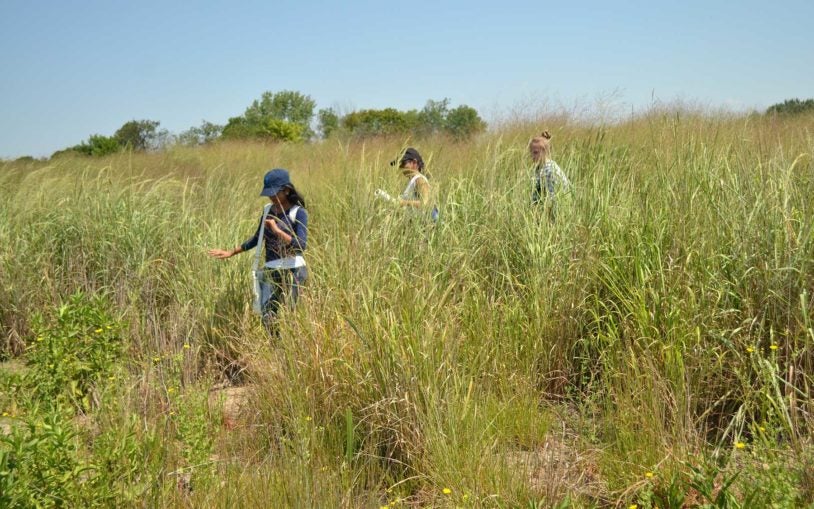 Seeding citizen science with DNA barcoding