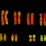 human chromosomes