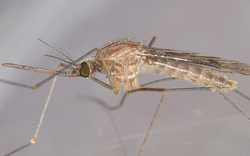 Anopheles freeborni mosquito