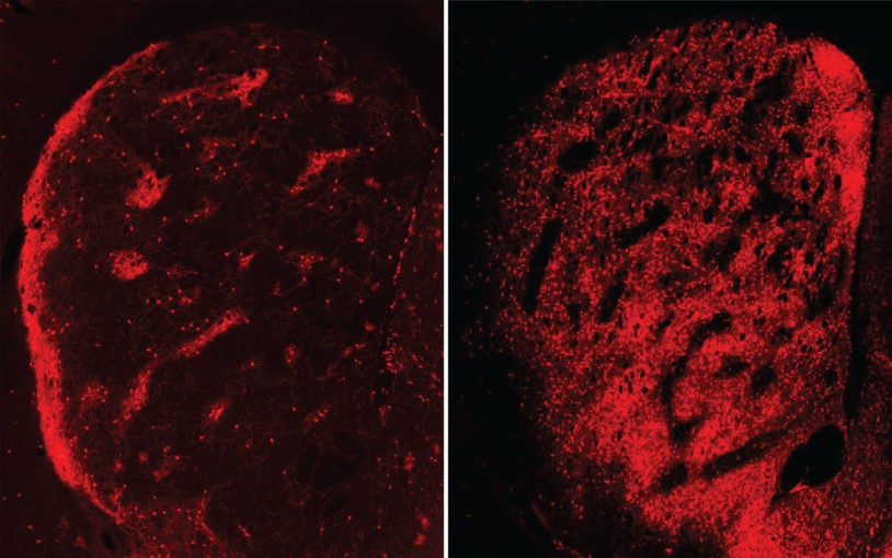 One experiment: Building a brain