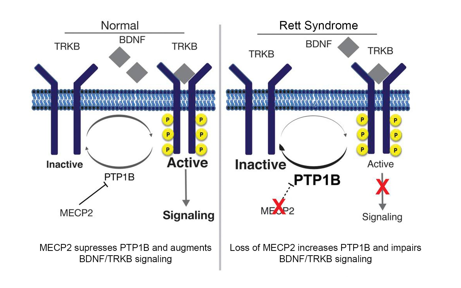 Nicholas Tonks Rett syndrome reversal