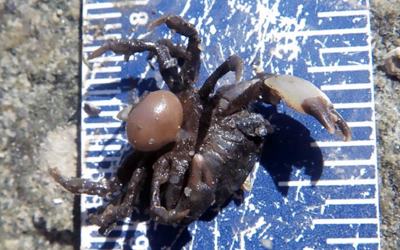 crab Eurypanopeus depressus displaying parasite Loxothylacus