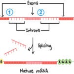 exons introns splicing