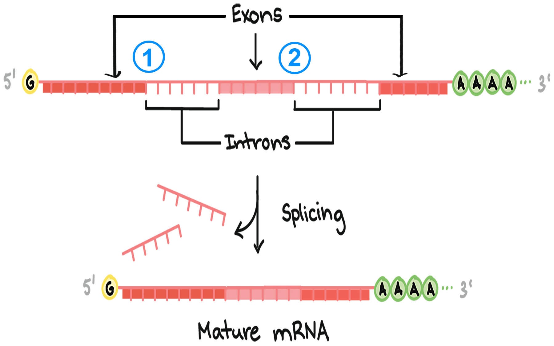 exons introns splicing