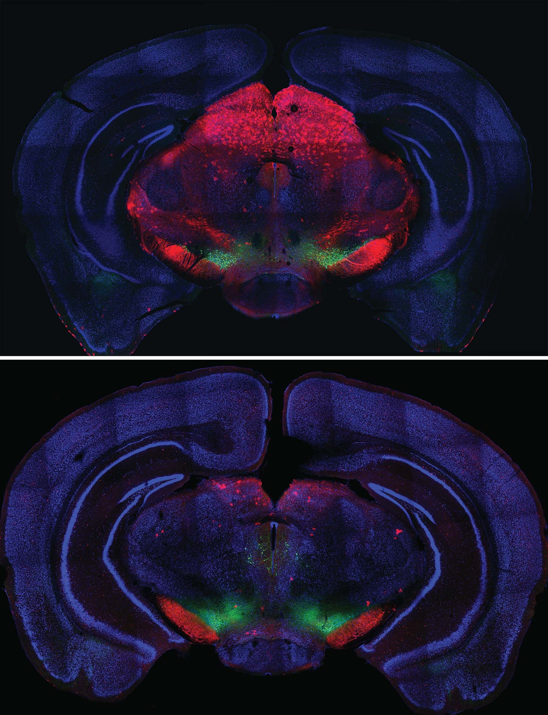 cross section of mouse brain