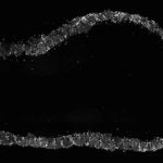 Mouse Olfactory Bulb