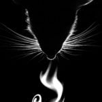 Mouse olfactory bulb Albeanu
