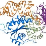 CCA-adding enzyme