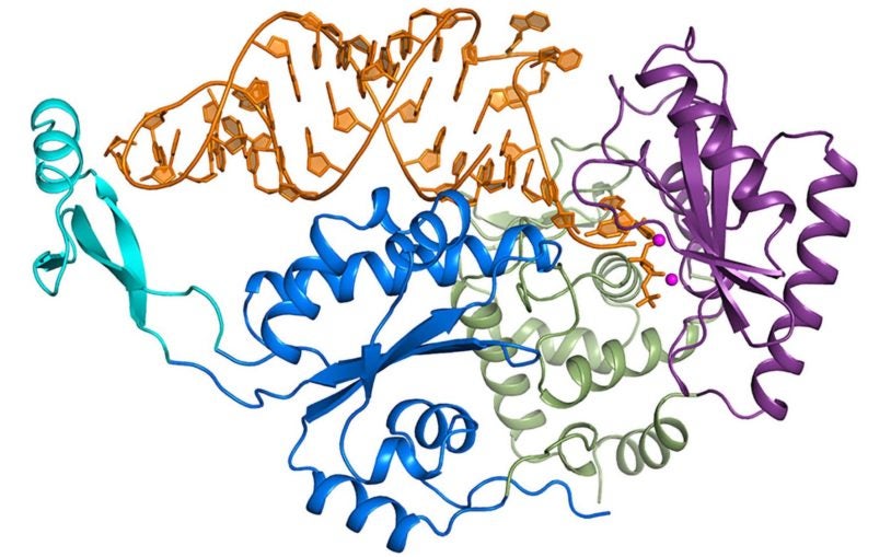 CCA-adding enzyme