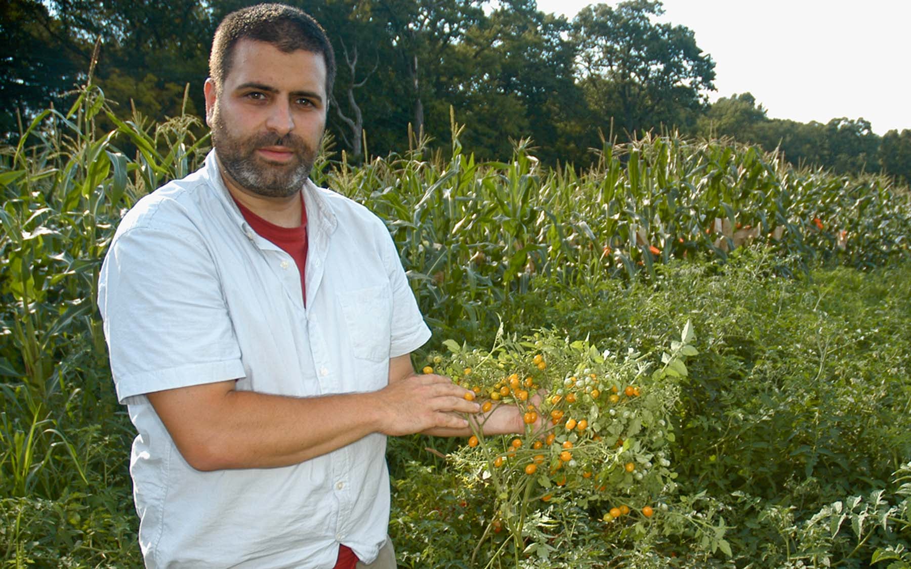 Zachary Lippman tomato plants