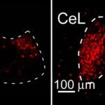 PVT CeL brain regions