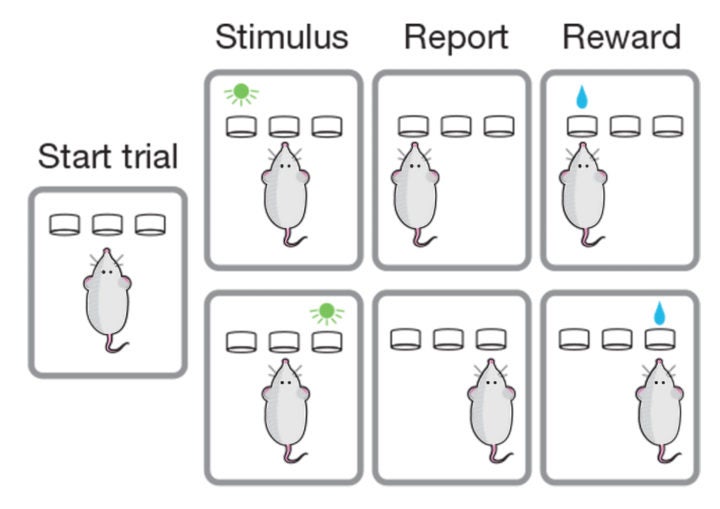 Mouse memory trial Zador