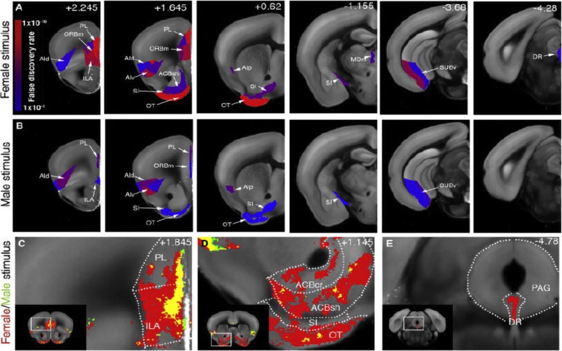 Imaging method linking brainwide cell activation & behavior shows what it means for mice to have sex in mind