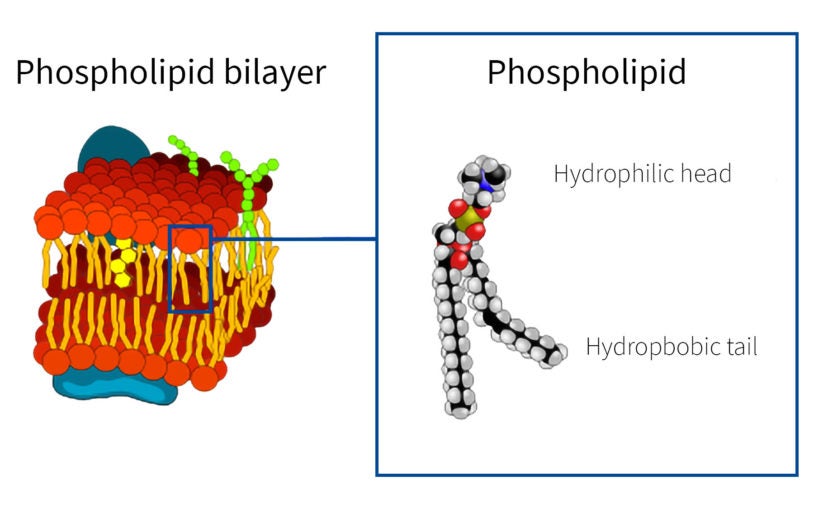 A novel biomarker for mutant p53 could help pathologists assessing tumors during surgery