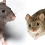 Rat Mouse comparison