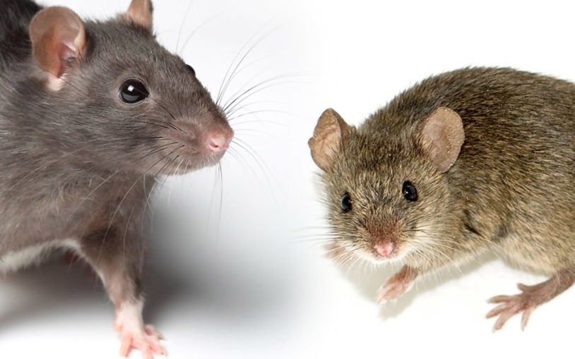 Rat Mouse comparison