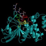 Peptide EGF receptor PTP1B Tonks