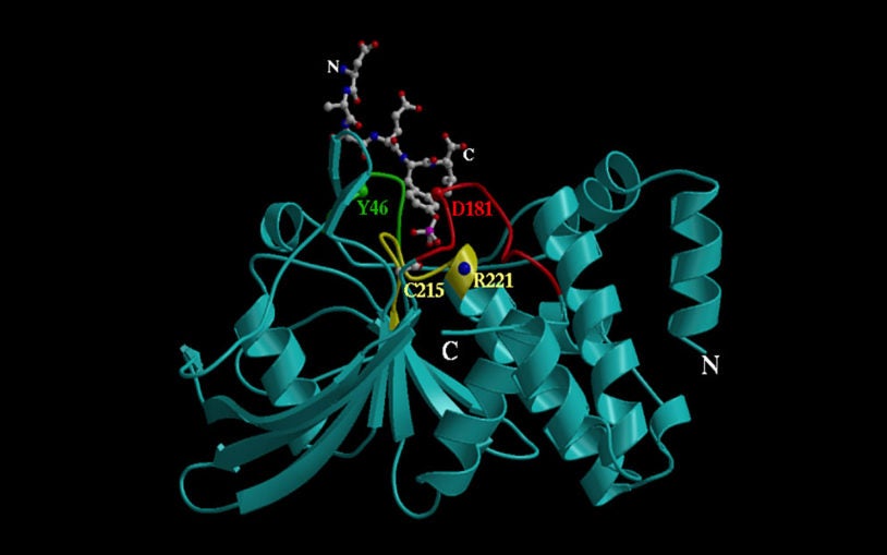 Peptide EGF receptor PTP1B Tonks