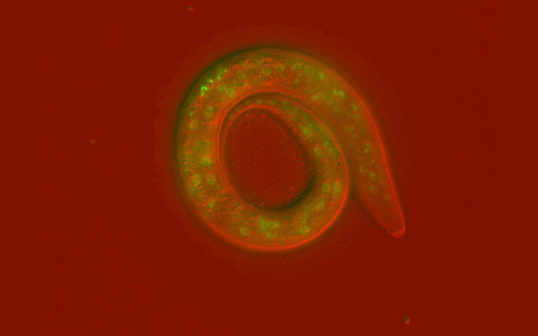 C. elegans worm