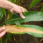 Maize Field Leaf DuPont Pioneer