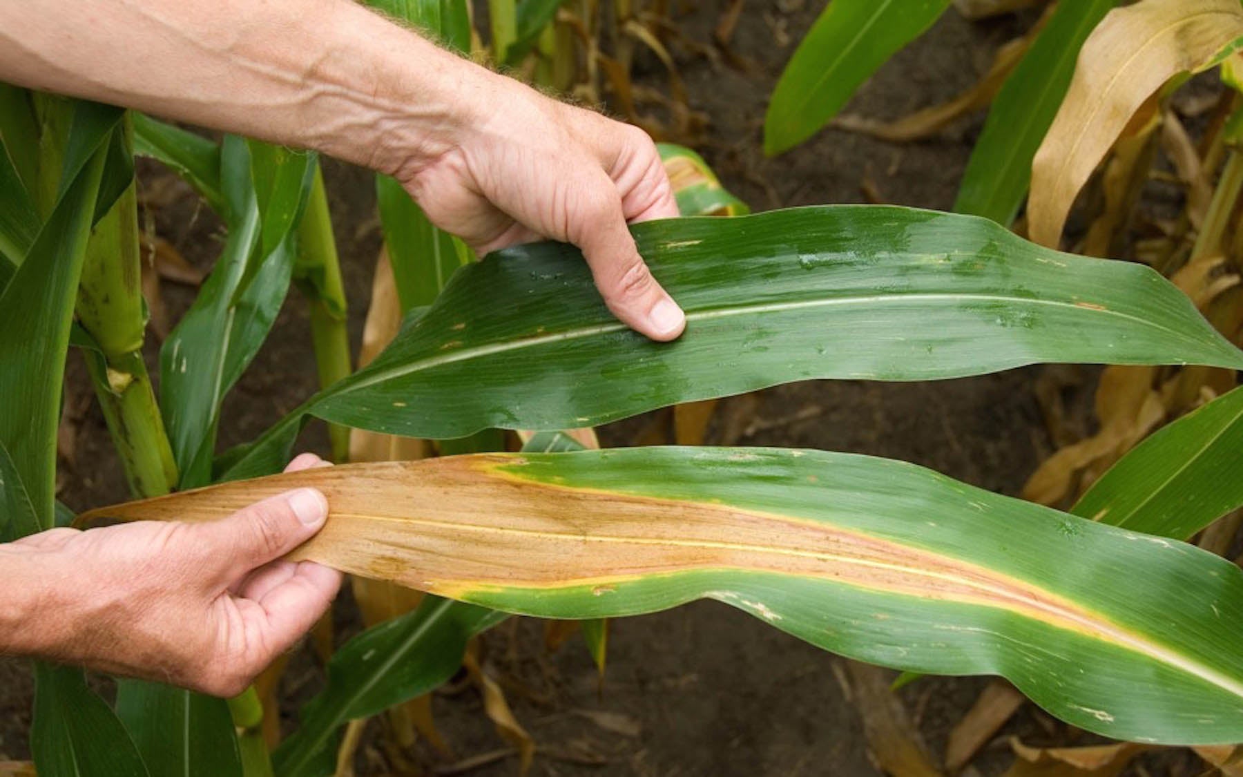 Maize Field Leaf DuPont Pioneer