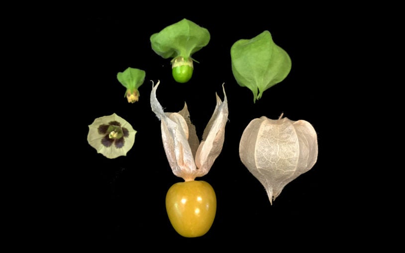 Zachary Lippman Groundcherries