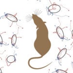 Rats using neurons for decision making