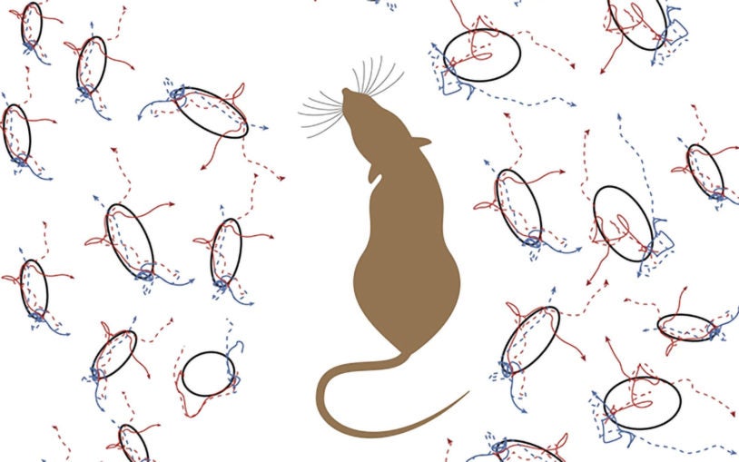 Rats using neurons for decision making