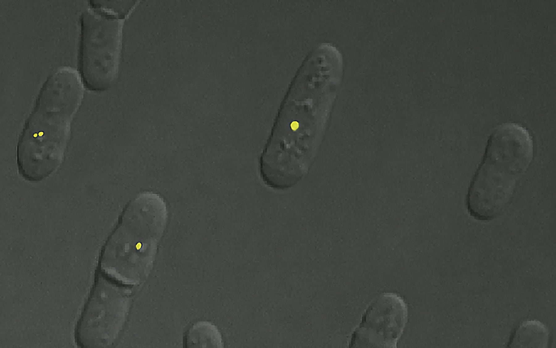 Martienssen RNAi Dicer