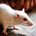 clever mouse experiment Anne Churchland