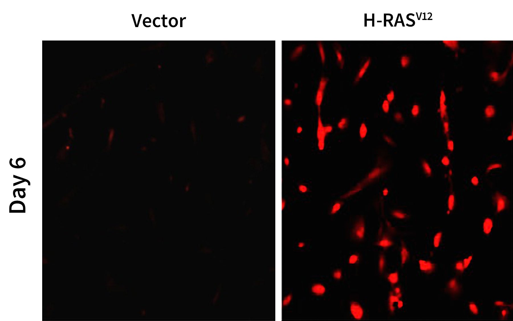 oncogene H-RAS fluorescent