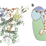 Dis3l2 protein
