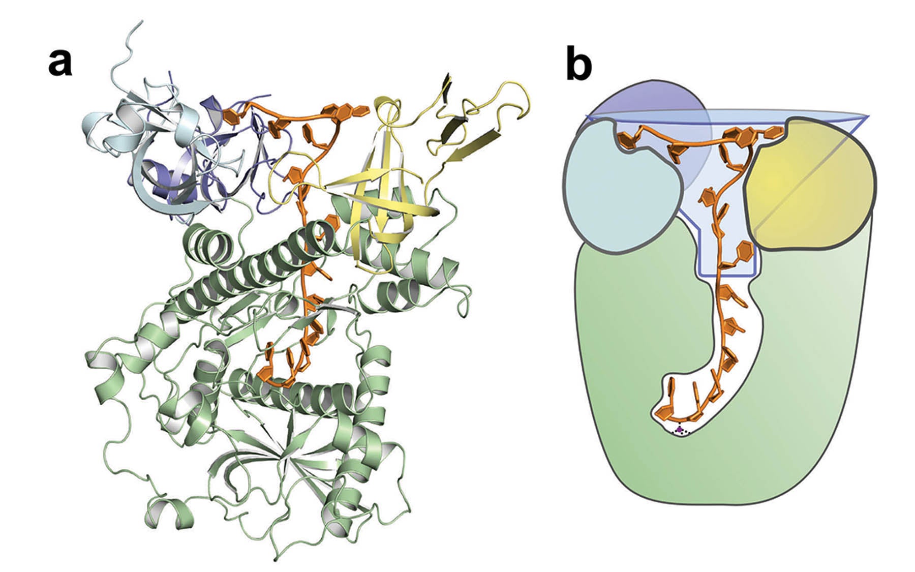 Dis3l2 protein