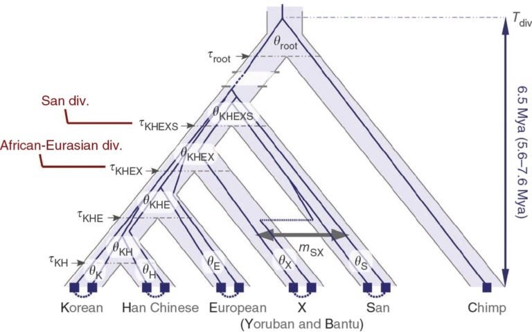 evolutionary tree of ancient human demography