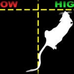 Anne Churchland mice genius