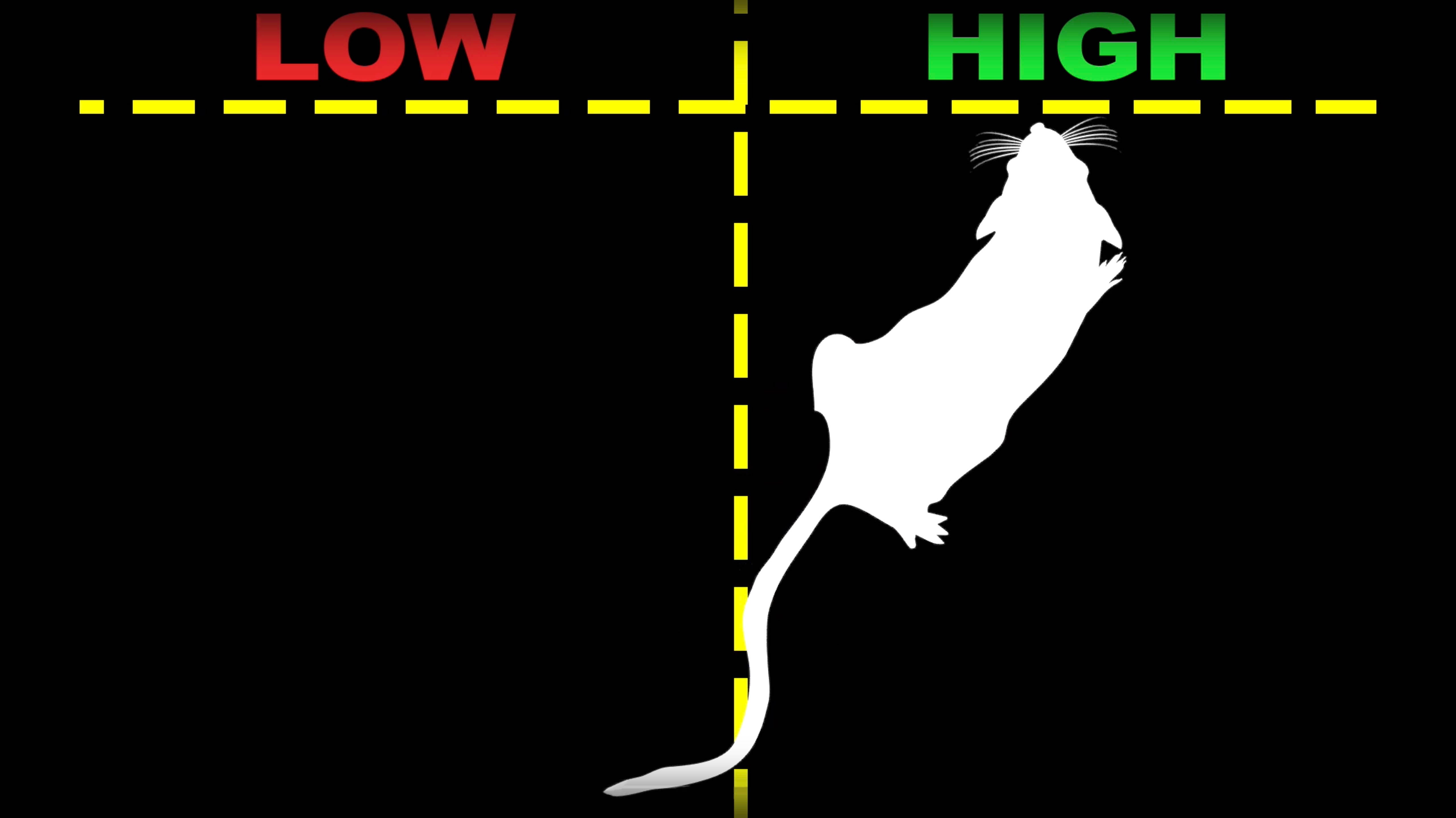 Shock! The Unexpected Diversity Of Mice In Michigan - fcmfxob