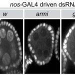 Hannon egg chamber in a fly ovary