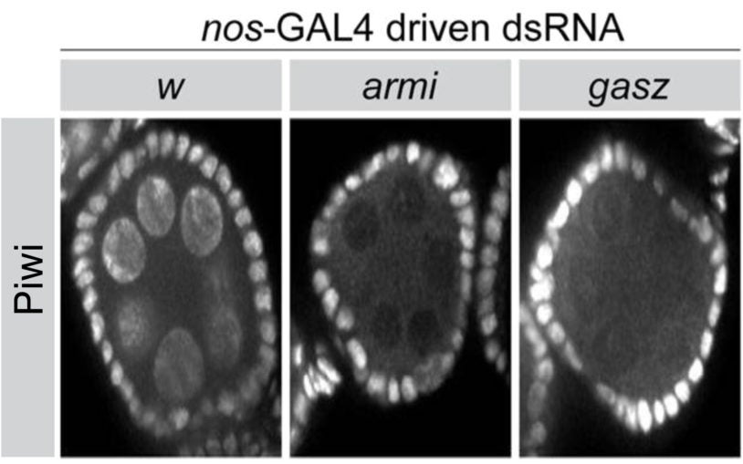 Studies generate ‘comprehensive’ list of genes required to defend sex cells from transposons