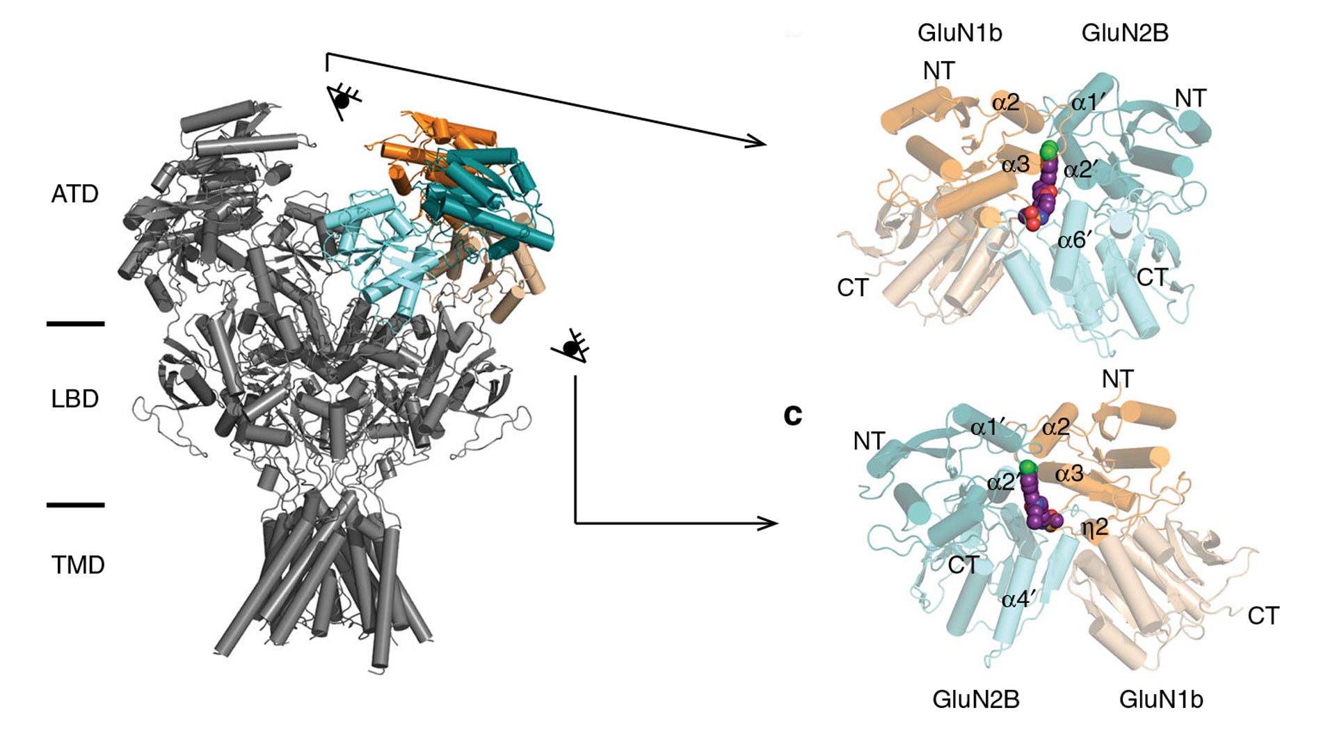 Hiro NMDA receptor