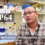 ZFP64 protein blood cancer