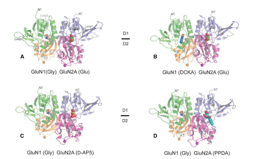 Unprecedented structural insights reveal how NMDA receptors can be blocked, to limit neurotoxicity
