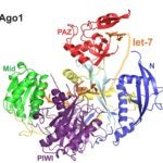 hAgo1 ribbon diagram