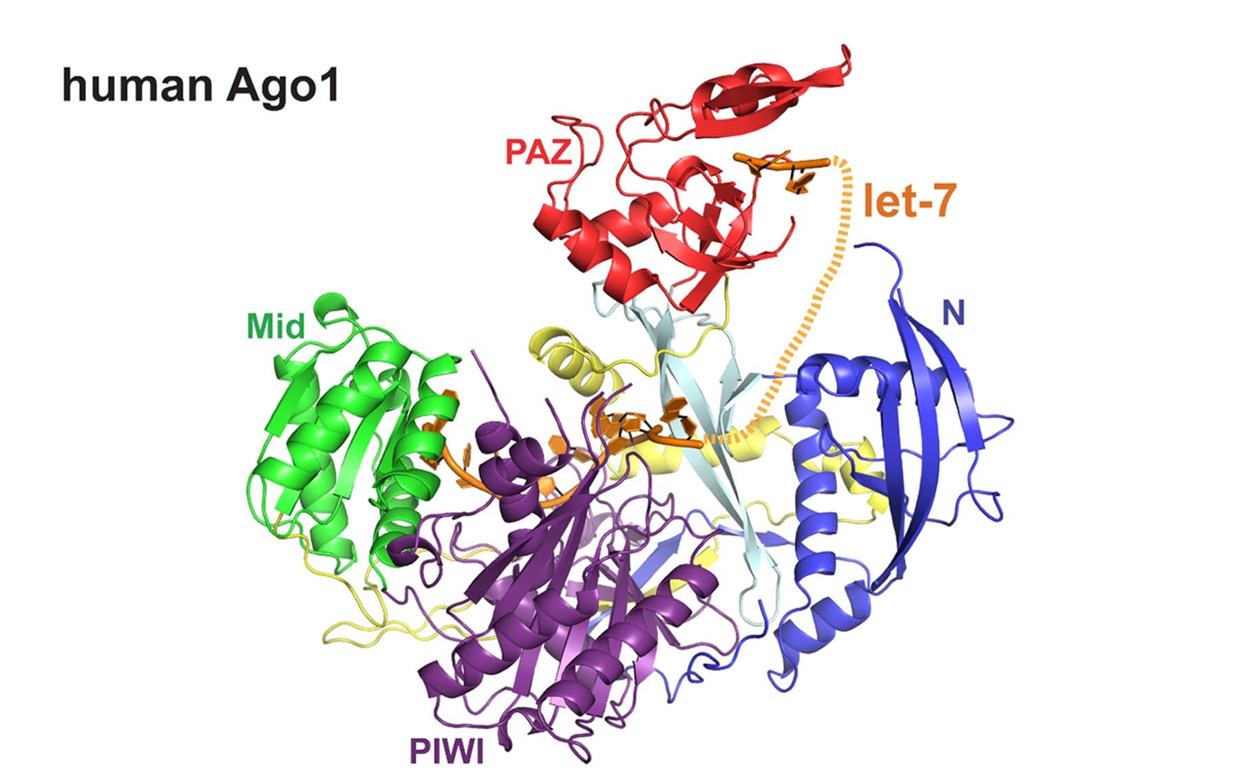 hAgo1 ribbon diagram