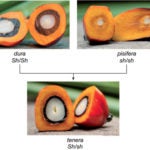 Oil Palm