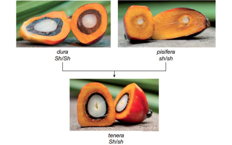 Full genome map of oil palm indicates a way to raise yields and protect rainforest